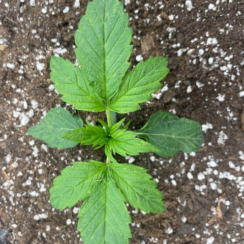 Nocciola growlog photo: 1200