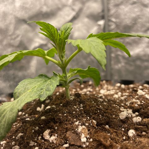 Nocciola growlog photo: 1200