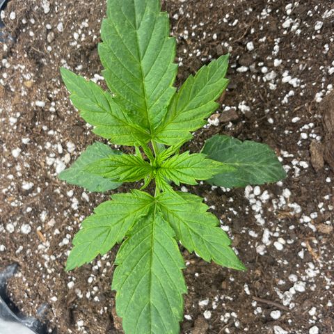 Nocciola growlog photo: 1900