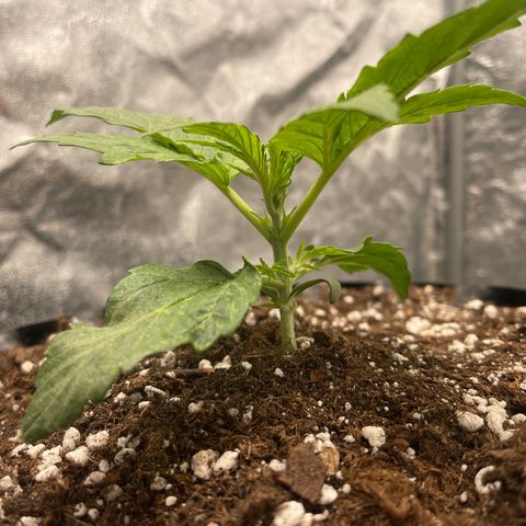 Nocciola growlog photo: 1900