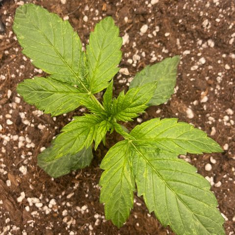 Nocciola growlog photo: 0900