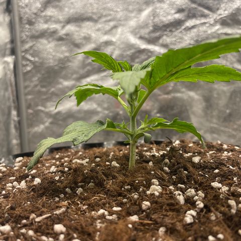 Nocciola growlog photo: 0900