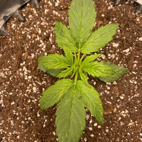 Nocciola growlog photo: 2100