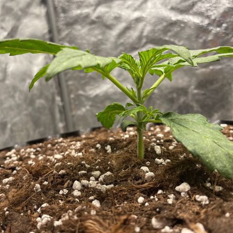 Nocciola growlog photo: 2100