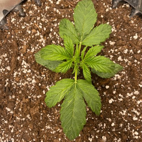 Nocciola growlog photo: 1300
