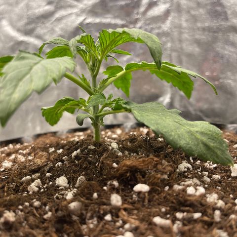Nocciola growlog photo: 1300