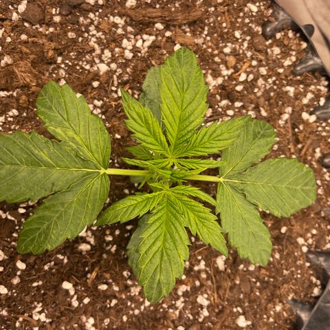 Nocciola growlog photo: 2337