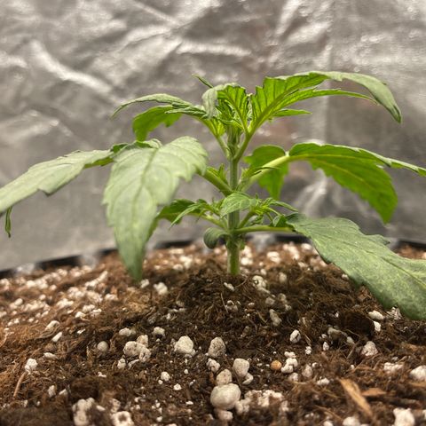 Nocciola growlog photo: 2337