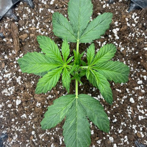 Nocciola growlog photo: 12:00