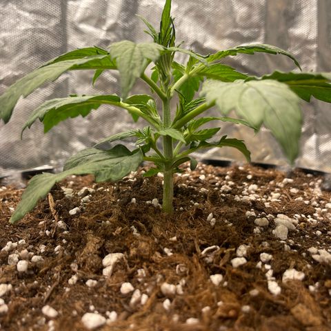 Nocciola growlog photo: 12:00