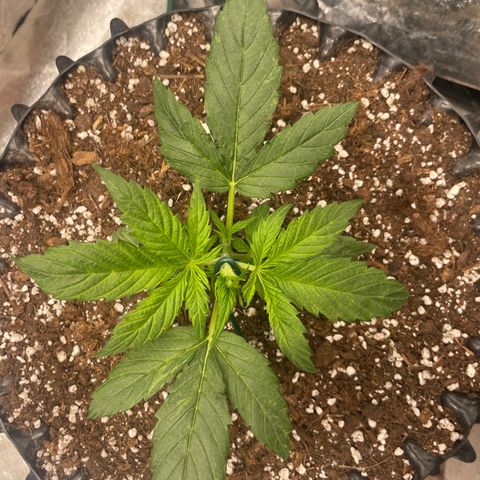 Nocciola growlog photo: 2000