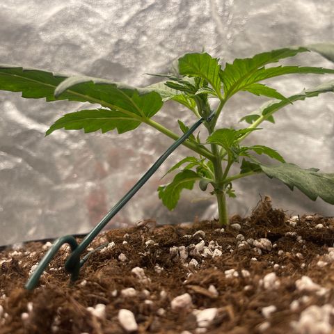 Nocciola growlog photo: 2000