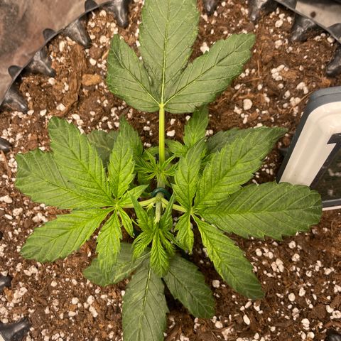 Nocciola growlog photo: 0120