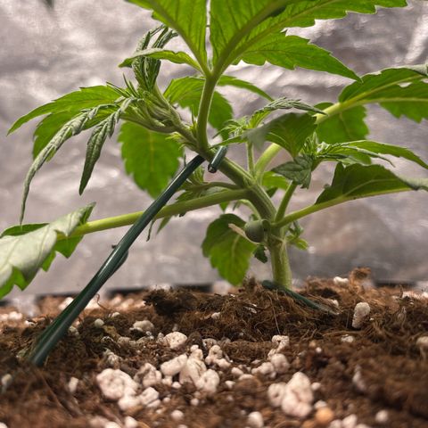 Nocciola growlog photo: 0120