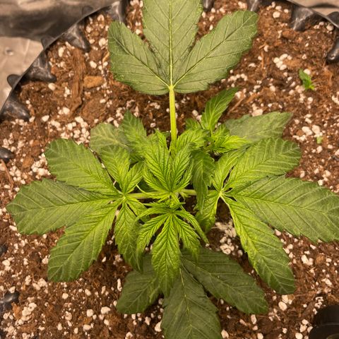 Nocciola growlog photo: 2000