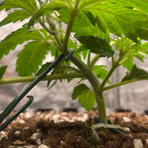 Nocciola growlog photo: 2000