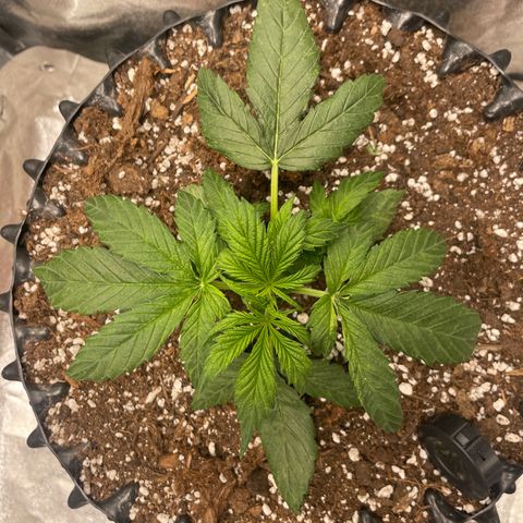 Nocciola growlog photo: 2100