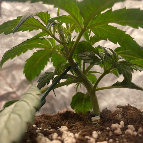 Nocciola growlog photo: 2100