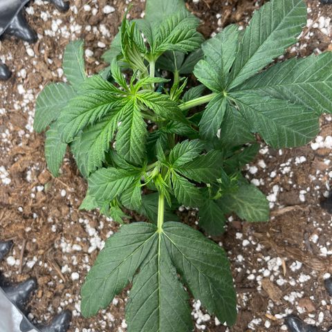 Nocciola growlog photo: 1300
