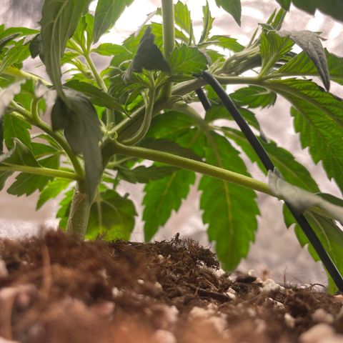 Nocciola growlog photo: 1300