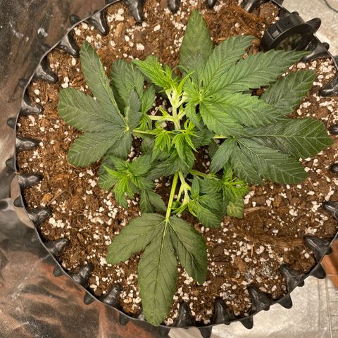 Nocciola growlog photo: 2200