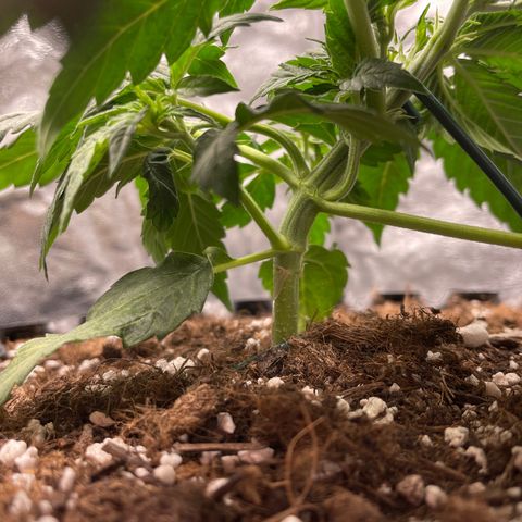 Nocciola growlog photo: 2200