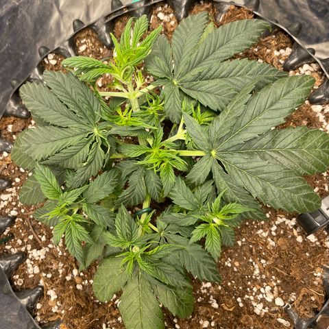 Nocciola growlog timeline photo