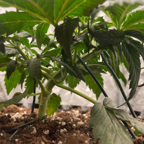 Nocciola growlog timeline photo