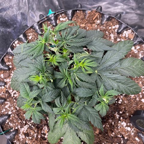 Nocciola growlog timeline photo
