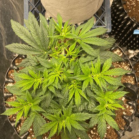Nocciola growlog timeline photo