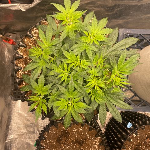 Nocciola growlog timeline photo