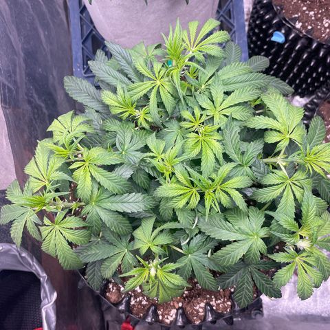 Nocciola growlog timeline photo