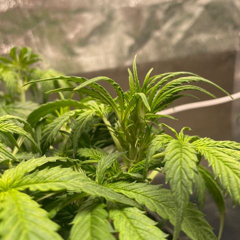 Nocciola growlog timeline photo