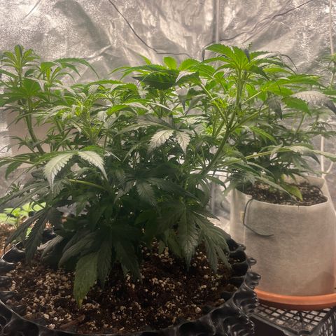 Nocciola growlog timeline photo