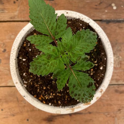 Bazooka Joe/Inhouse growlog timeline photo