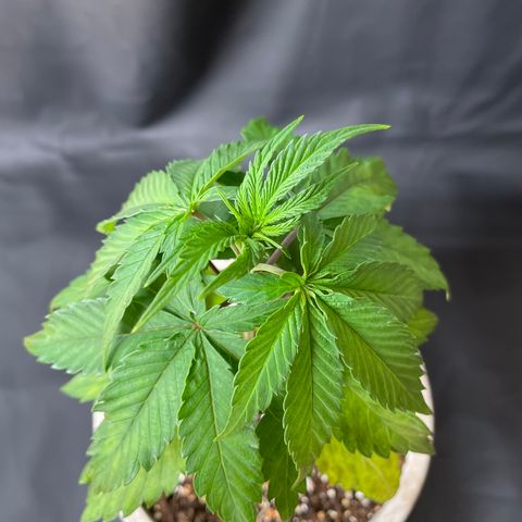 Bazooka Joe/Inhouse growlog timeline photo