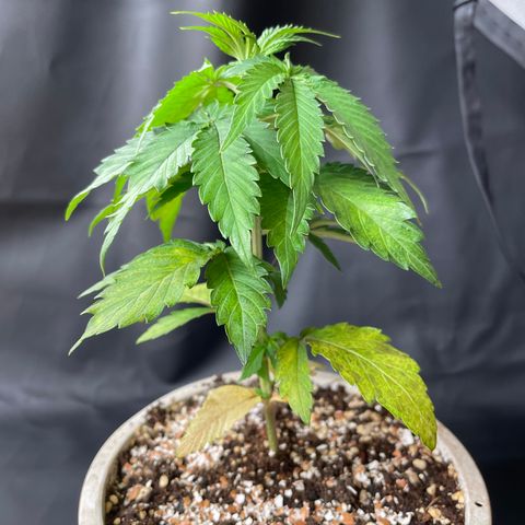 Bazooka Joe/Inhouse growlog timeline photo
