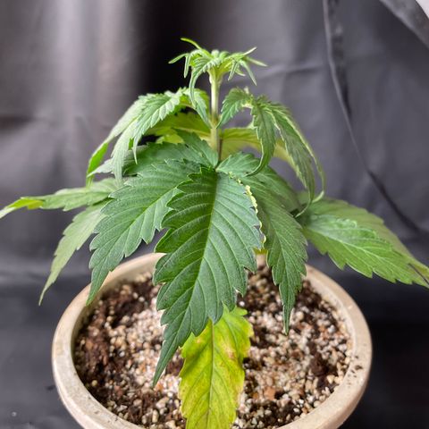 Lemon Jack growlog timeline photo
