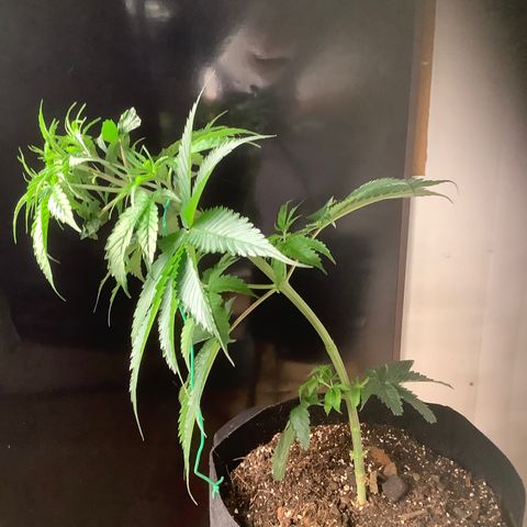 Lemon Jack growlog timeline photo