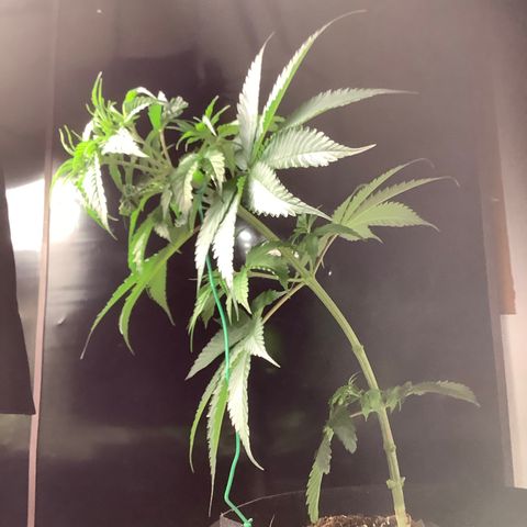 Lemon Jack growlog timeline photo