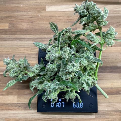 (Auto)Fat banana/Royal queen seed growlog timeline photo