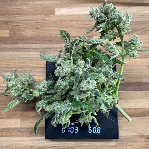 (Auto)Fat banana/Royal queen seed growlog timeline photo