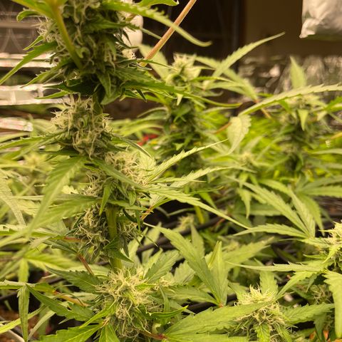 (Auto)California snow/InHouse growlog timeline photo
