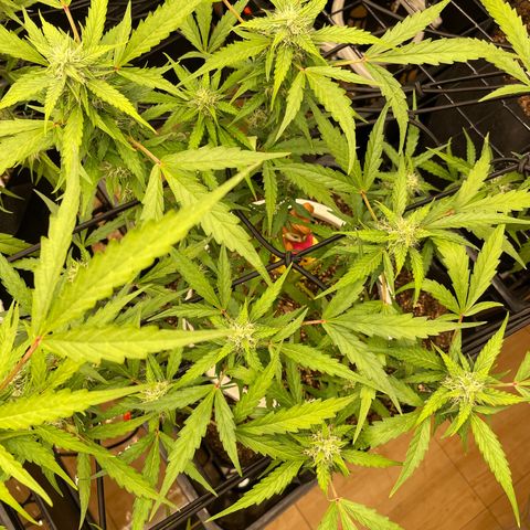 (Auto)California snow/InHouse growlog timeline photo