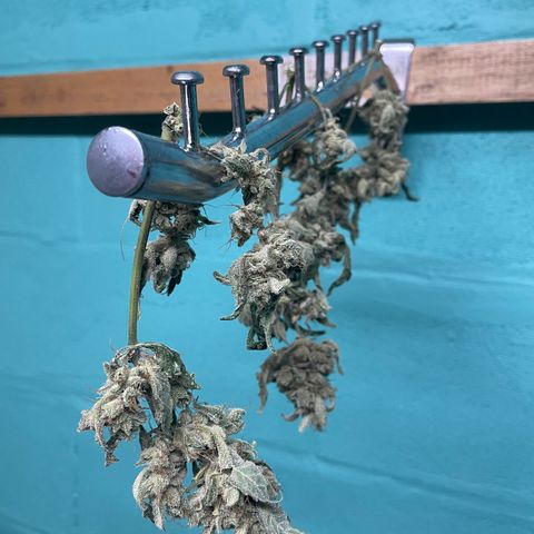 (Auto)Fat banana/Royal queen seed growlog timeline photo