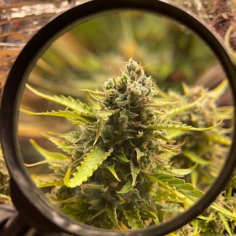 (Auto)California snow/InHouse growlog timeline photo