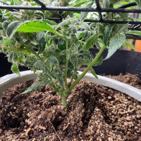 (Auto)Fat banana/Royal queen seed growlog timeline photo
