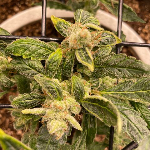 (Auto)Fat banana/Royal queen seed growlog timeline photo