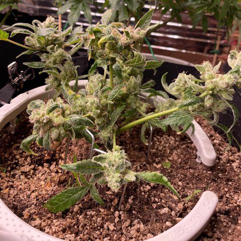 (Auto)Fat banana/Royal queen seed growlog timeline photo