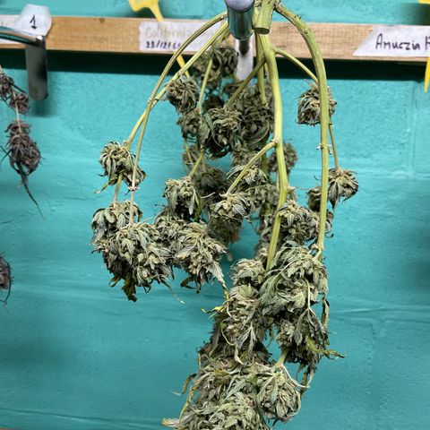 (Auto)California snow/InHouse growlog timeline photo